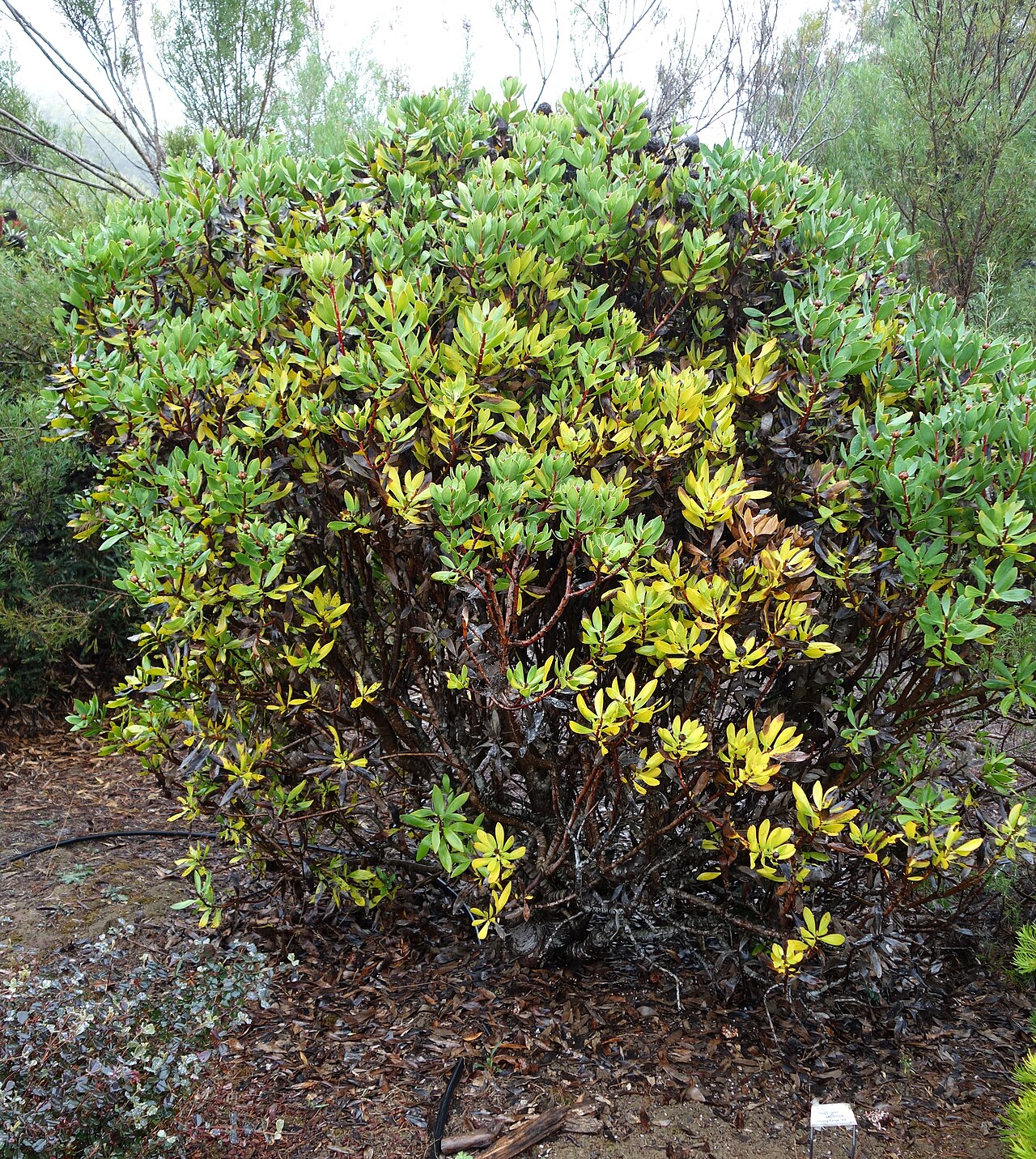 Isopogon latifolius: Botanical specimen in the UC Santa Cruz Arboretum at the University of California, Santa Cruz - 1156 High Street, Santa Cruz, California, USA.