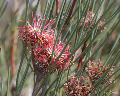 Isopogon scabriusculus (Isopogon scabriusculus)