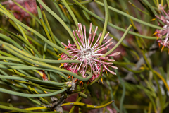 Isopogon scabriusculus (Isopogon scabriusculus)