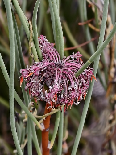 Isopogon scabriusculus (Isopogon scabriusculus)