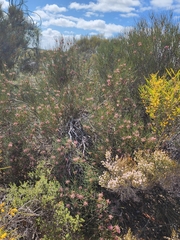 Isopogon scabriusculus (Isopogon scabriusculus)