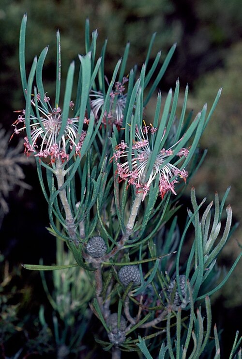 Isopogon scabriusculus: Isopogon scabriusculus subsp. scabriusculus 17 km south of Tammin, in the Charles Gardner Floral Reserve Area, Western Australia