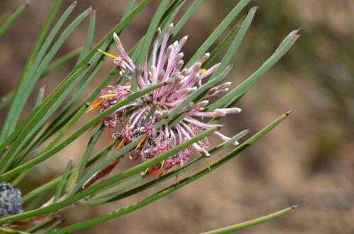 Isopogon scabriusculus (Isopogon scabriusculus)