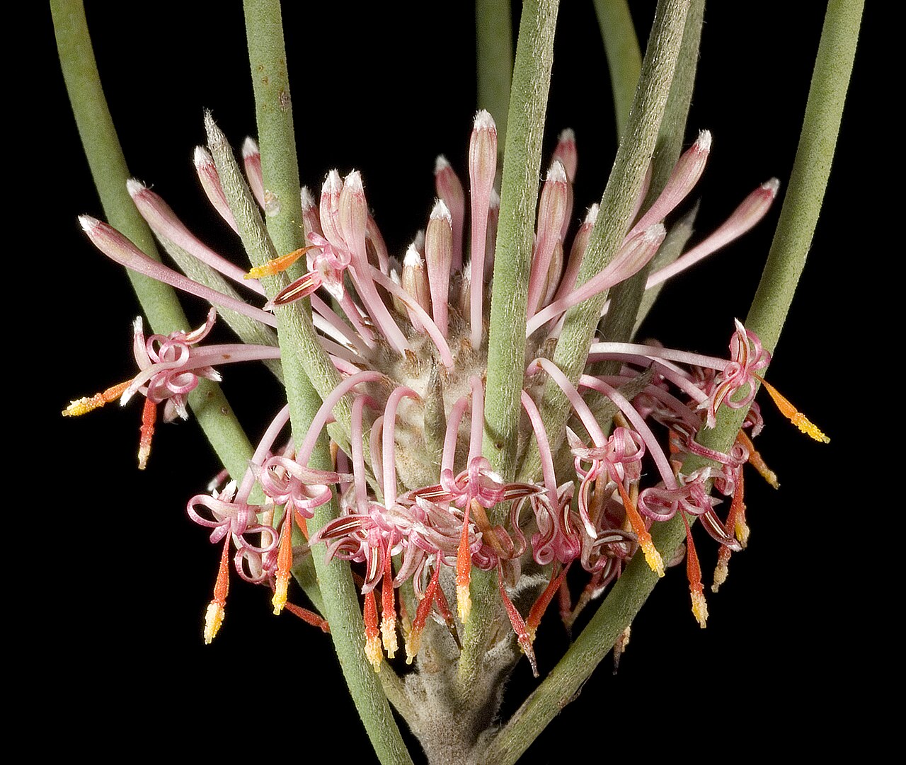 Isopogon scabriusculus: KRT3535