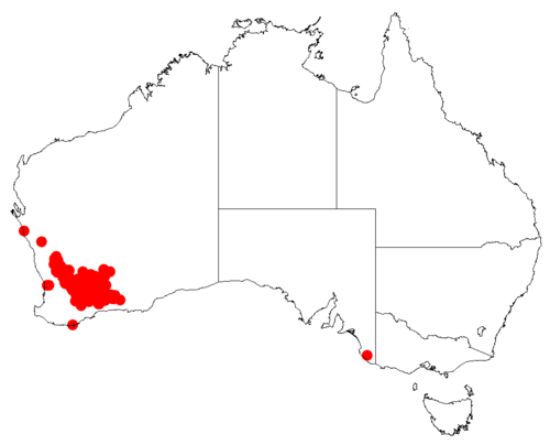 Isopogon scabriusculus: Isopogon scabriusculus Occurrence data downloaded from Australasian Virtual Herbarium on 30 October 2018 from https://doi.org/10.26197/5bd803ef1a55b