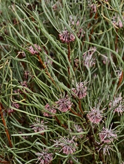 Isopogon scabriusculus (Isopogon scabriusculus)