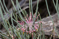 Isopogon scabriusculus (Isopogon scabriusculus)
