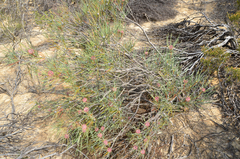 Isopogon scabriusculus (Isopogon scabriusculus)