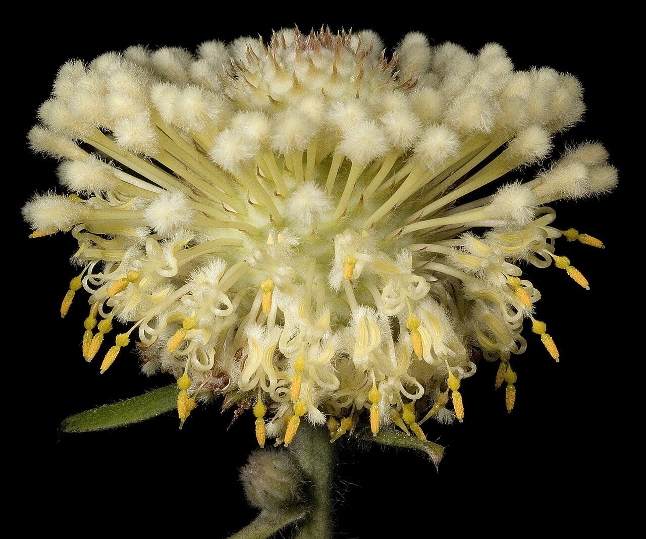 Isopogon sphaerocephalus: KRT3688