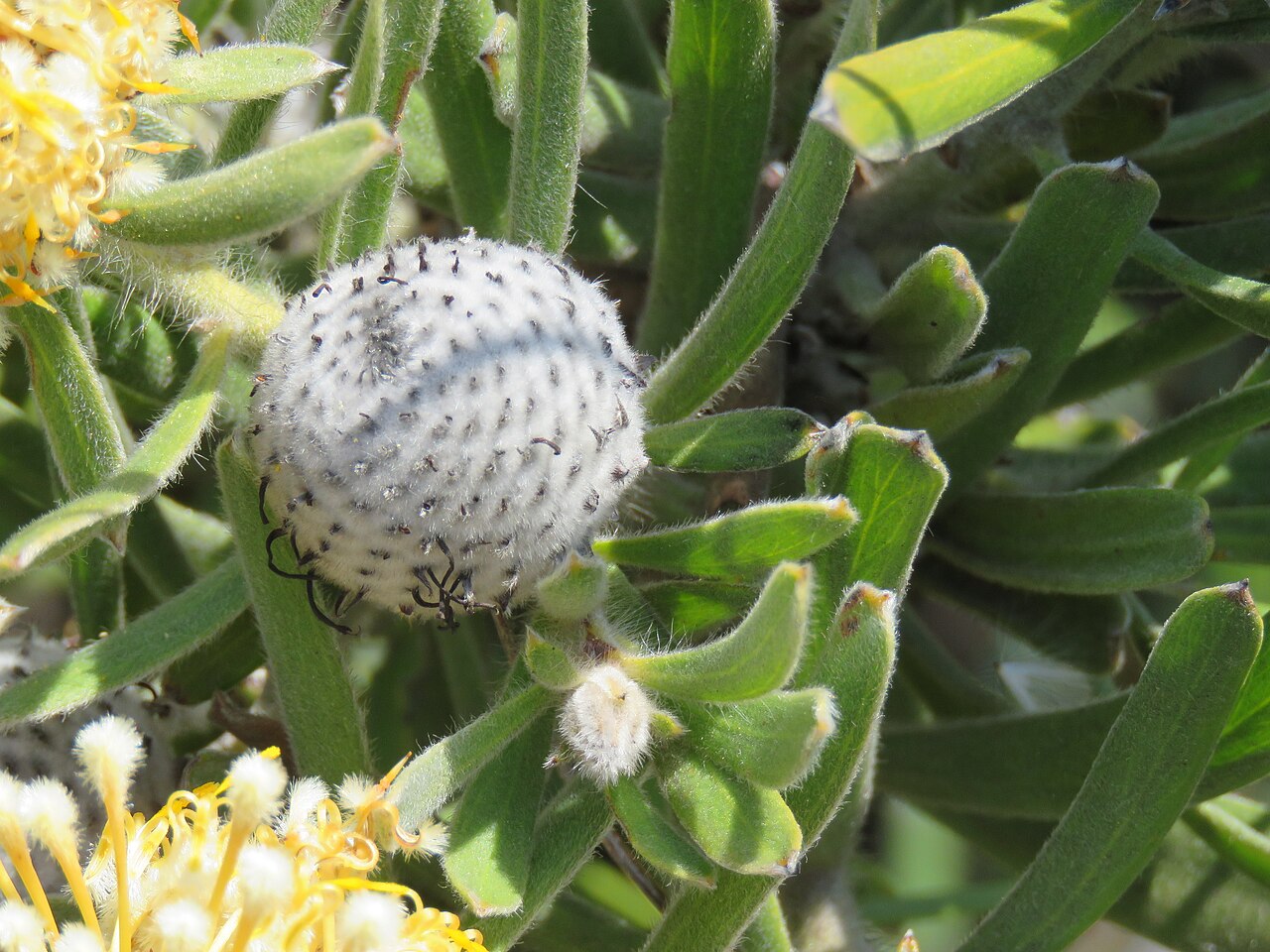 Isopogon sphaerocephalus: A Lesueur isopogon (Isopogon sphaerocephalus lesueurensis) in Lesueur National Park, Western Australia.