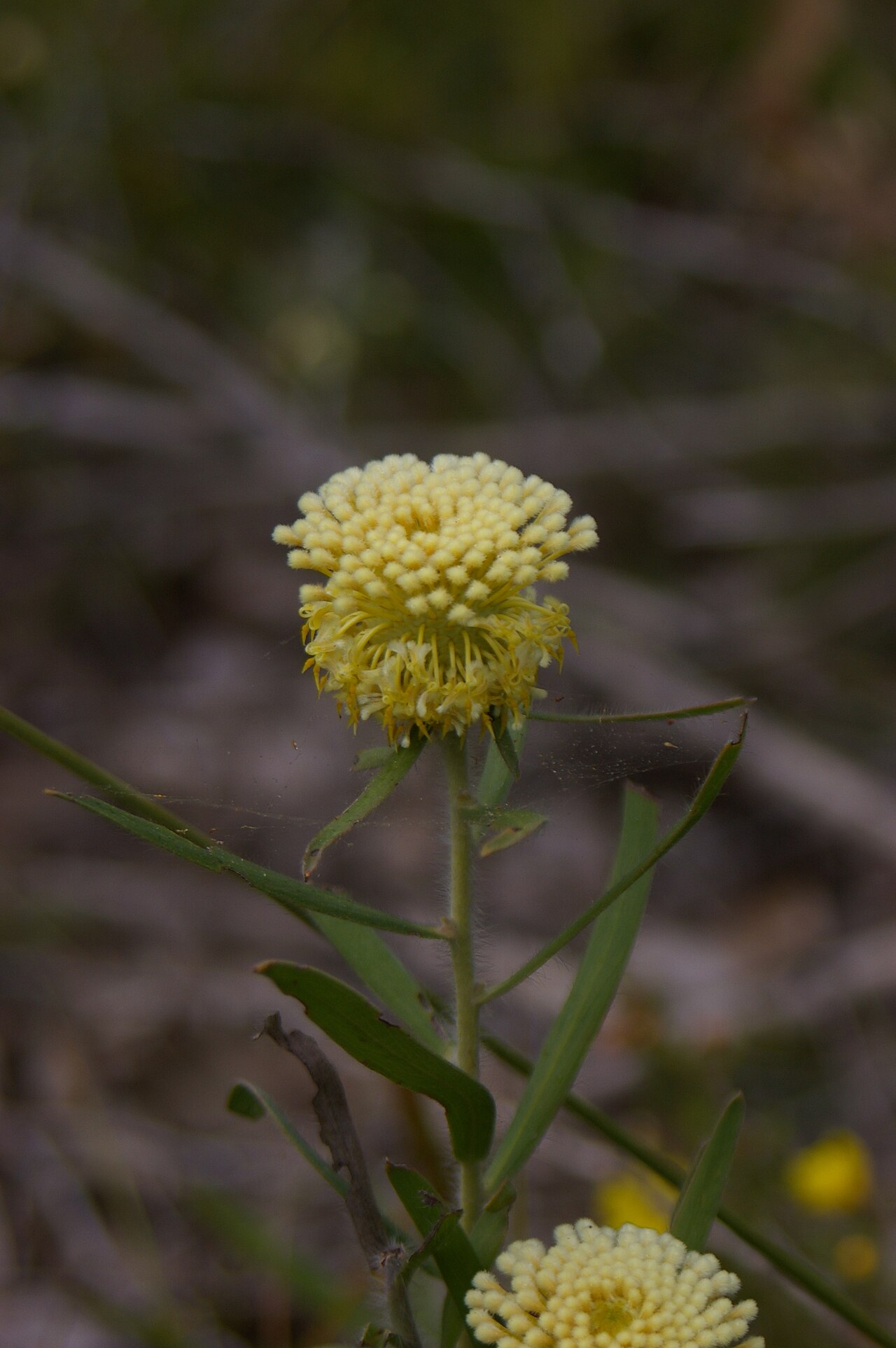 Isopogon sphaerocephalus: Isopogon sphaerocephalus photographed in the John Forrest National Park