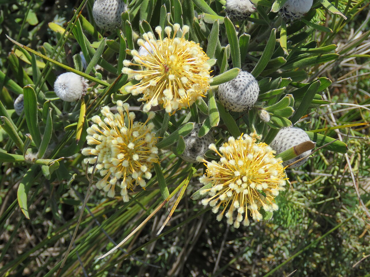 Isopogon sphaerocephalus: A Lesueur isopogon (Isopogon sphaerocephalus lesueurensis) in Lesueur National Park, Western Australia.