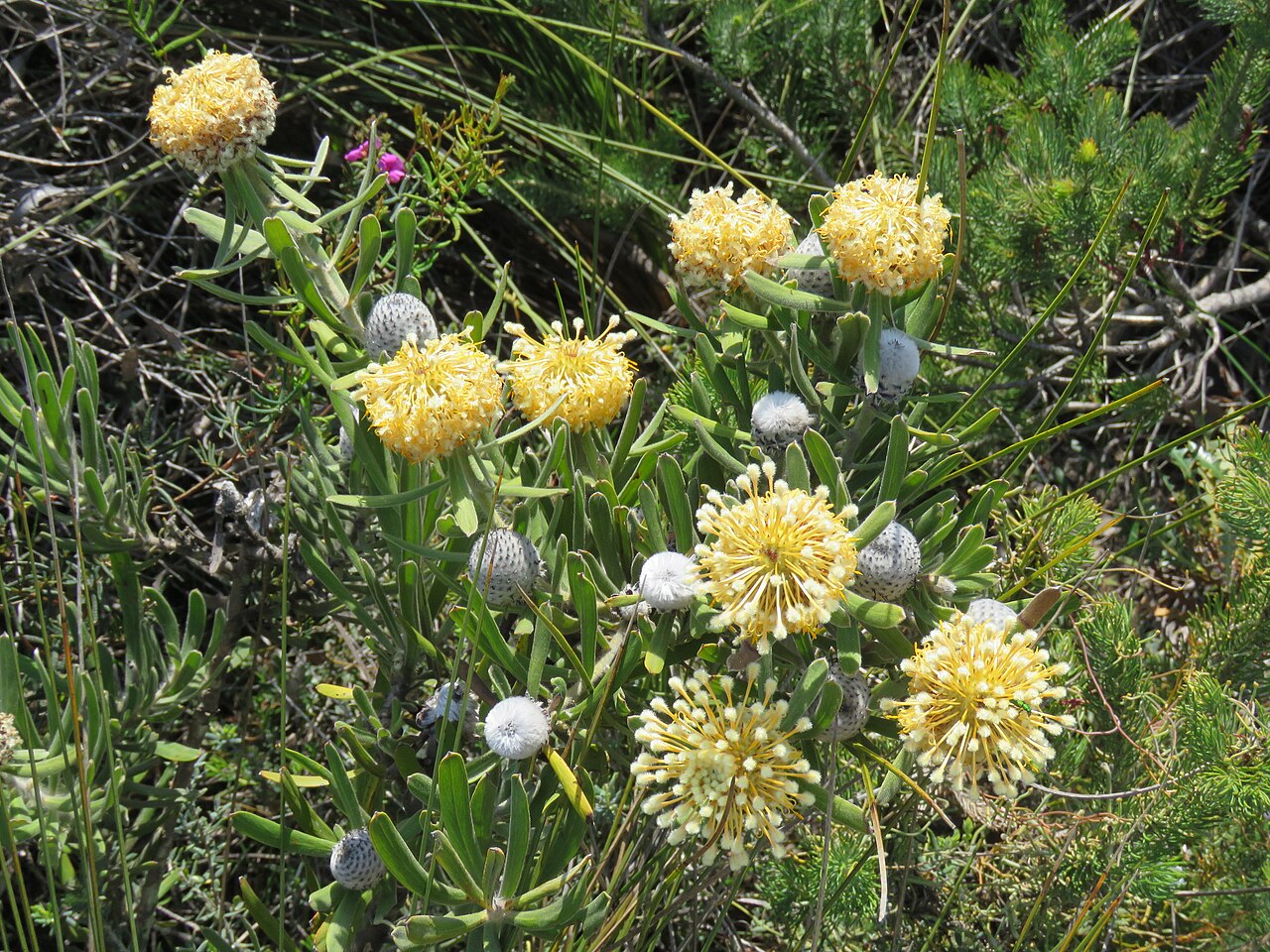 Isopogon sphaerocephalus: A Lesueur isopogon (Isopogon sphaerocephalus lesueurensis) in Lesueur National Park, Western Australia.