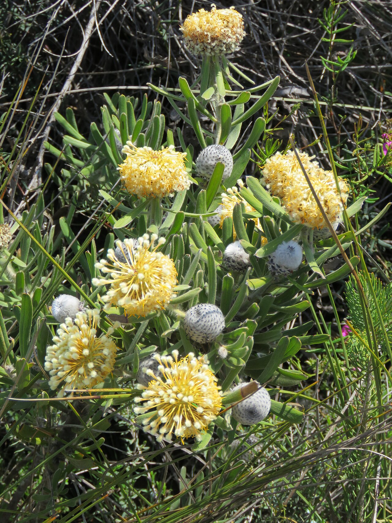 Isopogon sphaerocephalus: A Lesueur isopogon (Isopogon sphaerocephalus lesueurensis) in Lesueur National Park, Western Australia.