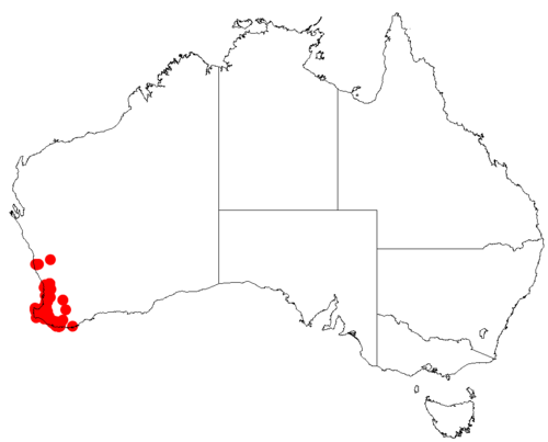 Isopogon sphaerocephalus: Isopogon sphaerocephalus Occurrence data downloaded from Australasian Virtual Herbarium on 30 October 2018 from https://doi.org/10.26197/5bd803ef1a55b