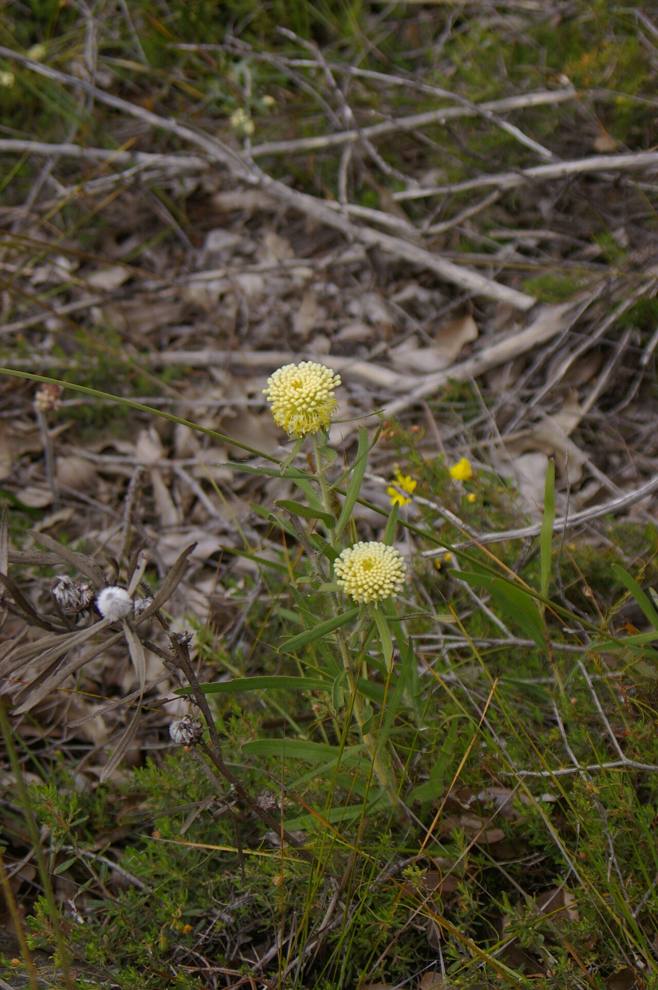 Isopogon sphaerocephalus: Isopogon sphaerocephalus photographed in the John Forrest National Park