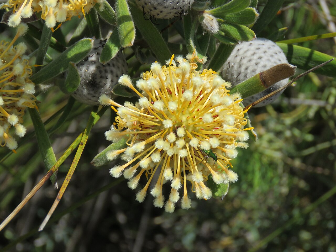 Isopogon sphaerocephalus: A Lesueur isopogon (Isopogon sphaerocephalus lesueurensis) in Lesueur National Park, Western Australia.