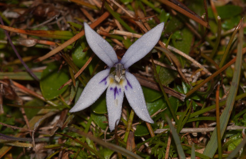Blue star creeper (Isotoma fluviatilis)