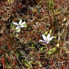 Blue star creeper (Isotoma fluviatilis)