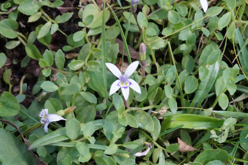 Blue star creeper (Isotoma fluviatilis)