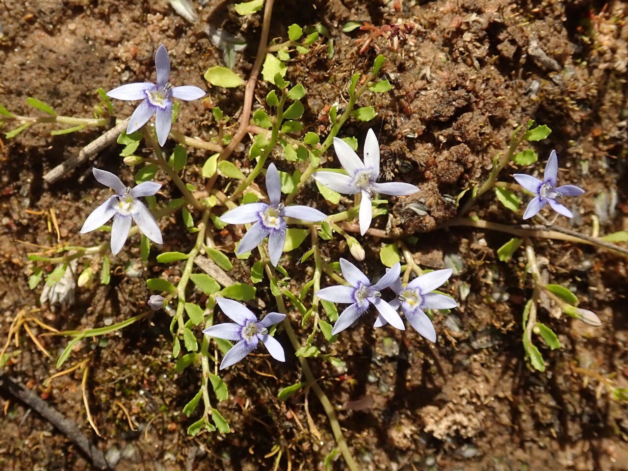 Blue star creeper: Isotoma fluviatilis - Swamp Isotome in the Pilliga - habit and flowers