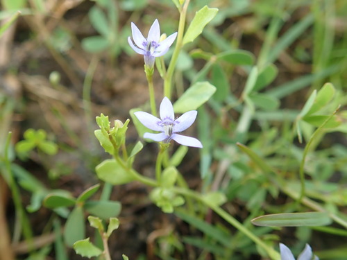 Blue star creeper (Isotoma fluviatilis)