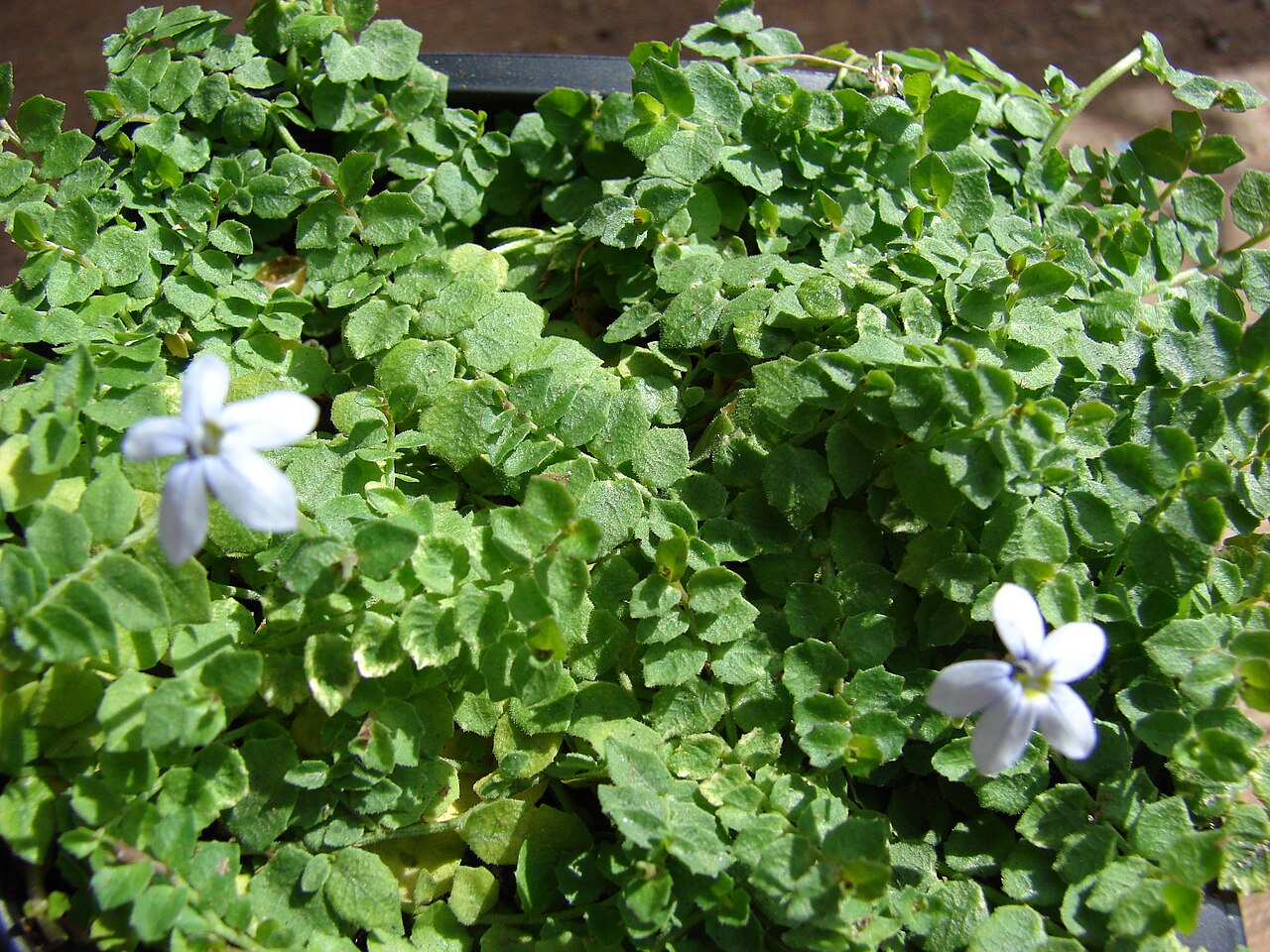Blue star creeper: Isotoma fluviatilis (flowers and leaves). Location: Maui, Home Depot Nursery Kahului