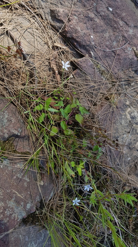 Blue star creeper (Isotoma fluviatilis)
