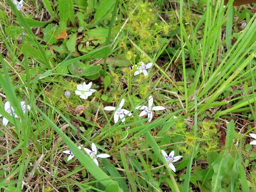 Blue star creeper (Isotoma fluviatilis)
