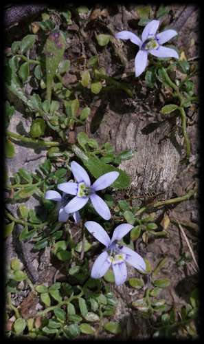 Blue star creeper (Isotoma fluviatilis)