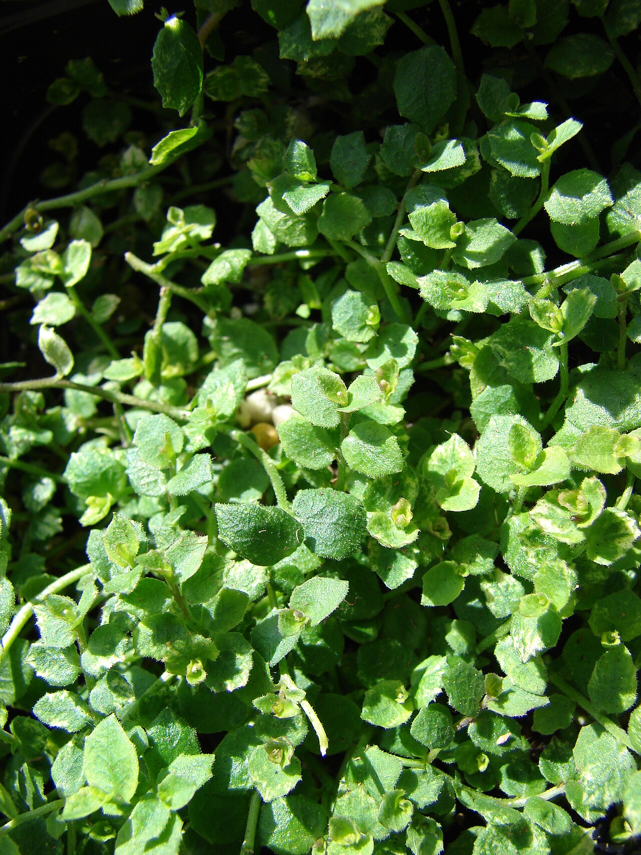 Blue star creeper: Isotoma fluviatilis (leaves). Location: Maui, Home Depot Nursery Kahului