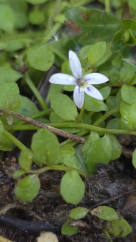 Blue star creeper (Isotoma fluviatilis)