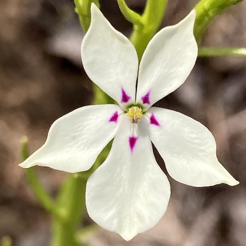 Isotoma hypocrateriformis (Isotoma hypocrateriformis)