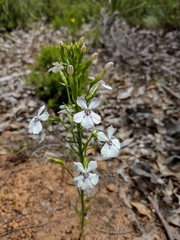 Isotoma hypocrateriformis (Isotoma hypocrateriformis)