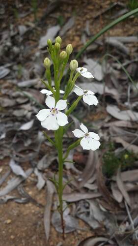 Isotoma hypocrateriformis (Isotoma hypocrateriformis)