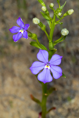 Isotoma hypocrateriformis (Isotoma hypocrateriformis)