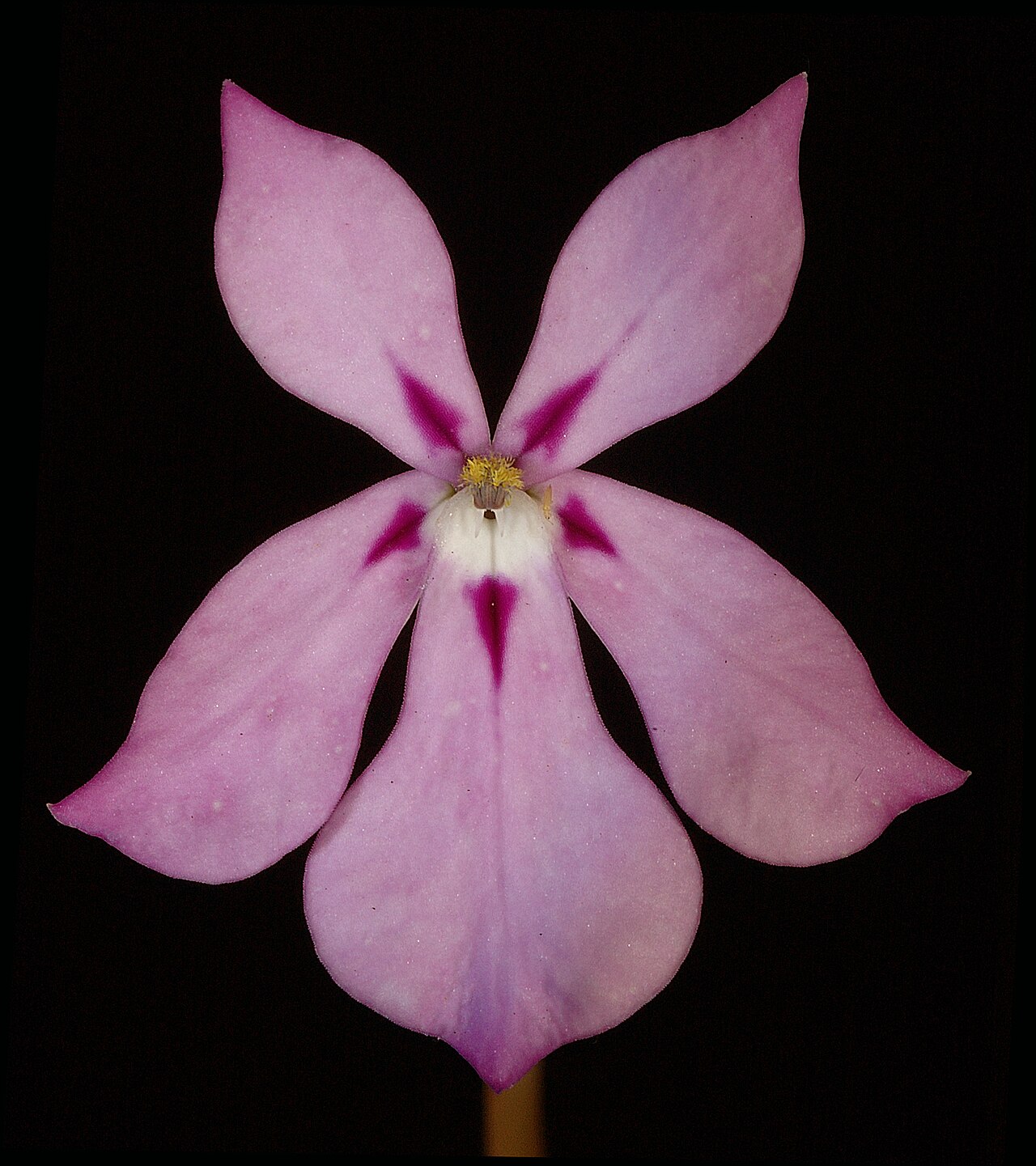 Isotoma hypocrateriformis: KRT3110