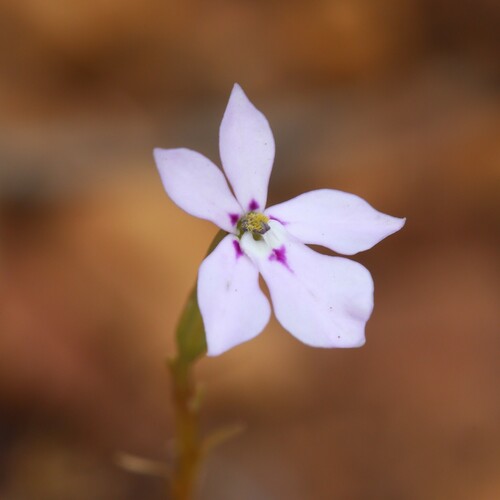 Isotoma hypocrateriformis (Isotoma hypocrateriformis)