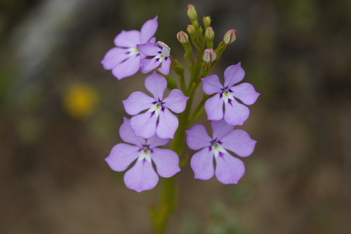 Isotoma hypocrateriformis (Isotoma hypocrateriformis)