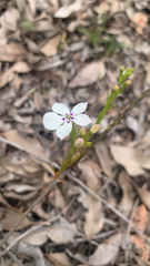 Isotoma hypocrateriformis (Isotoma hypocrateriformis)