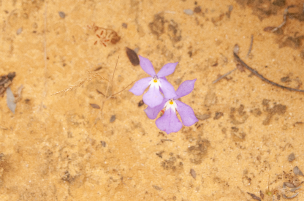 Isotoma hypocrateriformis (Isotoma hypocrateriformis)