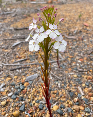 Isotoma hypocrateriformis (Isotoma hypocrateriformis)
