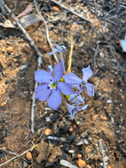 Isotoma hypocrateriformis (Isotoma hypocrateriformis)