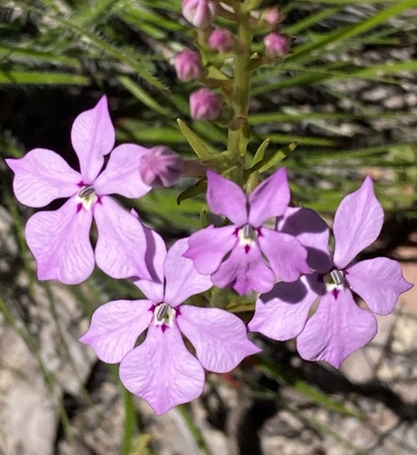 Isotoma hypocrateriformis (Isotoma hypocrateriformis)