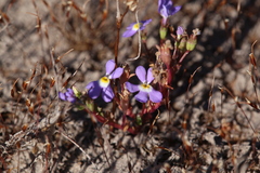 Isotoma pusilla (Isotoma pusilla)
