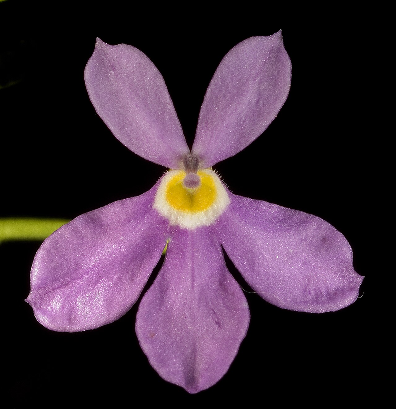 Isotoma pusilla: KL Brown 681