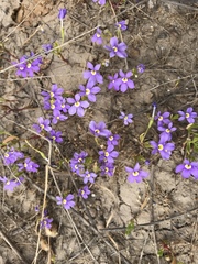 Isotoma pusilla (Isotoma pusilla)
