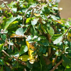 Ixchelia mexicana (Ixchelia mexicana)