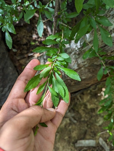 Ixchelia mexicana (Ixchelia mexicana)