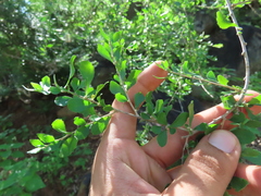 Ixchelia mexicana (Ixchelia mexicana)